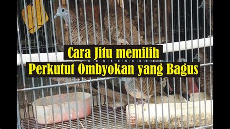 CARA JITU MEMILIH PERKUTUT OMBYOKAN YANG BAGUS Tips Dan Info Seputar