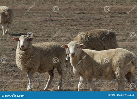 Group Of Wiltipoll Sheep Looking At The Camera While Grazing In The