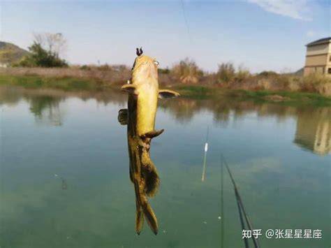 这才是钓黄辣丁黄骨鱼正确方法连杆不断的上鱼越钓越上瘾 知乎