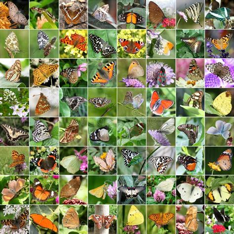 Collage De La Biodiversidad Foto De Archivo Imagen De Venenoso Rana