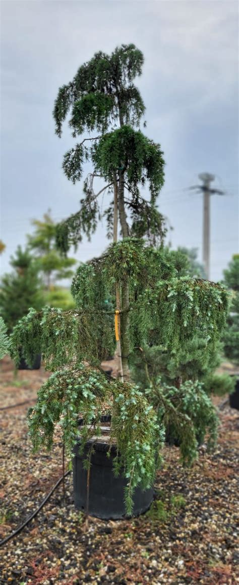 Bonsai Cedru Deodara Feeling Blue G Garden