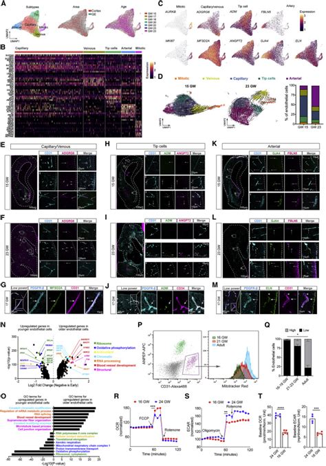 Ensembles Of Endothelial And Mural Cells Promote Angiogenesis In