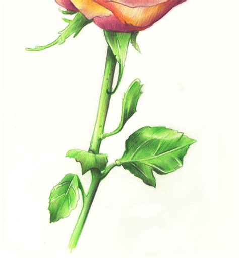 Rose With Stem Drawing at PaintingValley.com | Explore collection of ...