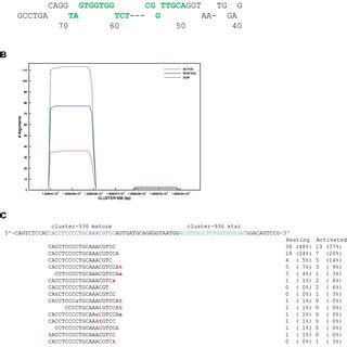 Novel Mirna Genes Identified In Nk Cells A Predicted Secondary Fold