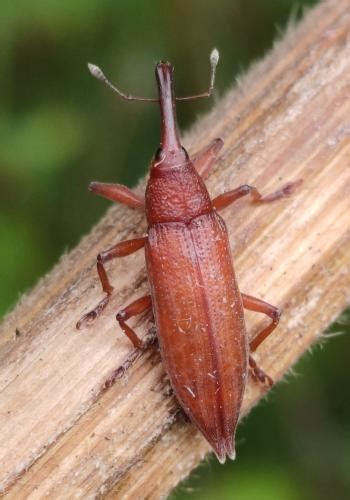 Lixus Eulixus Iridis Charan On Vermillon Le Monde Des Insectes