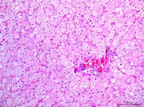 Histology Labs 1 3 Flashcards Quizlet