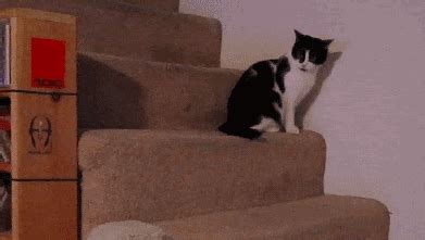 Cat Falling Down Stairs | Gifrific