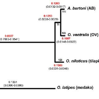 ML Phylogeny Based On Four Species Concatenated Alignment Of 1 216