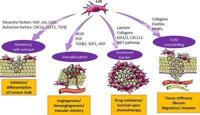 Frontiers The Origins Roles And Therapies Of Cancer Associated