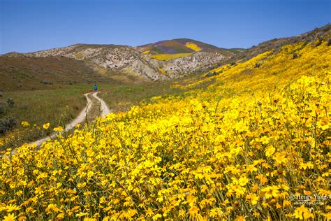 Wildflowers Super Bloom (2nd Trip), Carrizo Plain National Monument ...