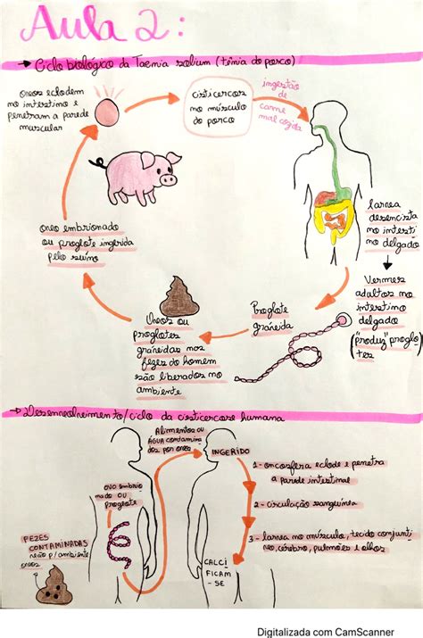 Taenia Solium Mapa Mental Parasitologia Veterin Ria The Best Porn Website