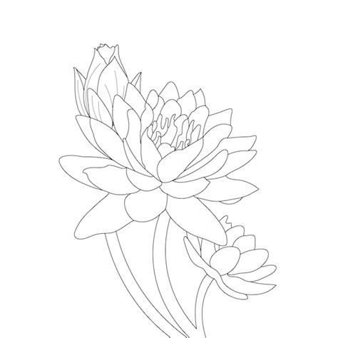 Premium Vector Water Lily Coloring Page And Line Art Flower Sketch