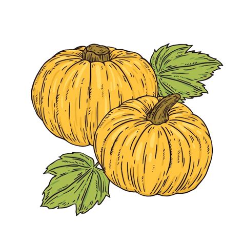 Free Vector Hand Drawn Pumpkin Drawing Illustration