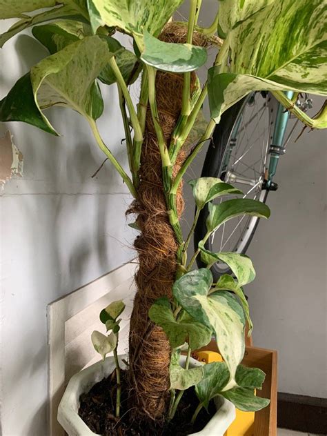 Big Manjula Pothos On Carousell