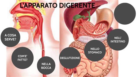 L Apparato Digerente By Beatrice Bar On Prezi