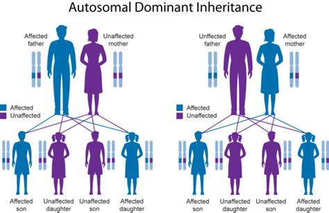 Genetics And Inheritance Nfed