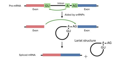 Modificações Pós Transcricionais Processamento De Rna Concise