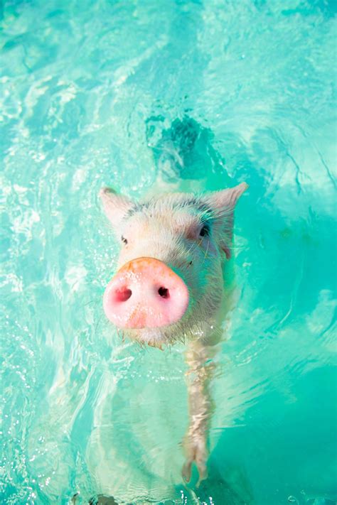 Swim With The Pigs: The Ultimate Guide (Incl. Insider Tips) | Sandals