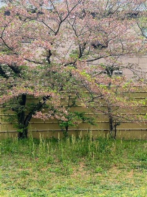 桜の次はチューリップと牡丹の花が咲く 育美のたまて箱