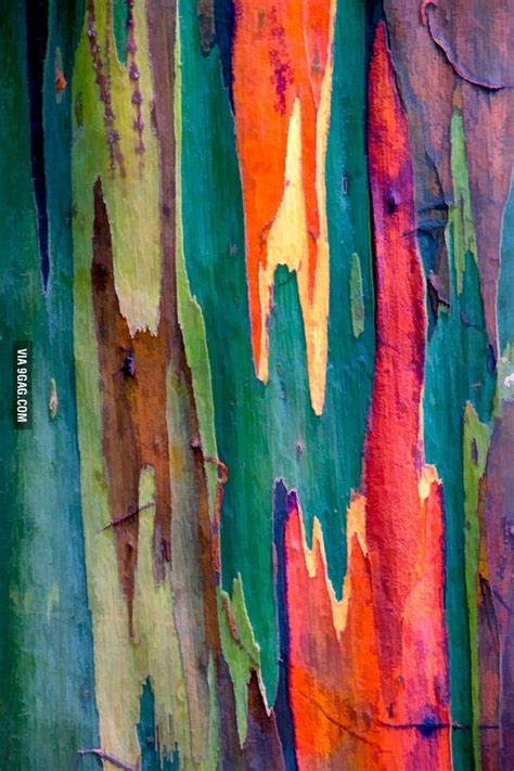 The Rainbow Tree Eucalyptus Deglupta Rainbow Eucalyptus Tree