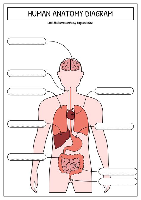 Basic Anatomy Worksheet