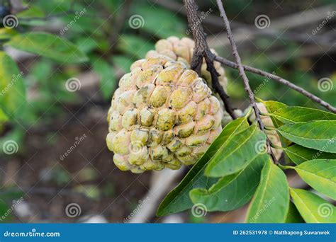 Custard Apple On The Custard Apple Tree Stock Photo Image Of Plump