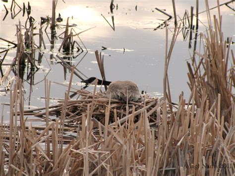 Canadian Birds: Canada Goose