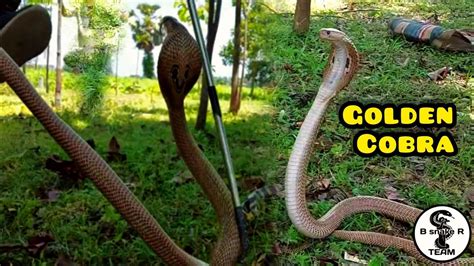 ক ভযঙকর হকর শবদ শনলই ভয পয যবন spectacled cobra