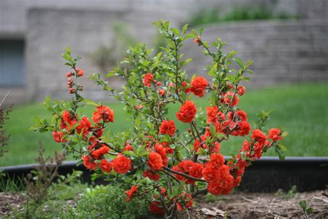 Quince Gammon S Garden Center And Landscape Nursery