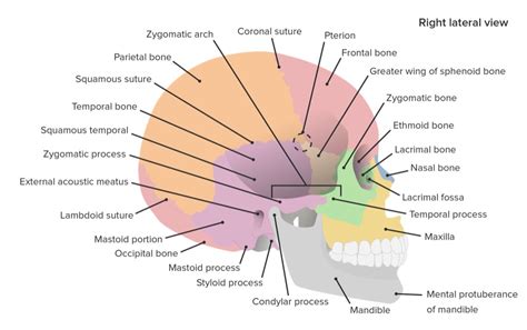 What Is The Floor Of Cranial Cavity Completely Encased By Bone | Viewfloor.co