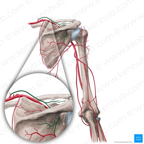 Suprascapular artery (#21833) – Kenhub Image License Store