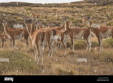 Wild Guanacos In Patagonia National Park Aysen Patagonia Chile Stock