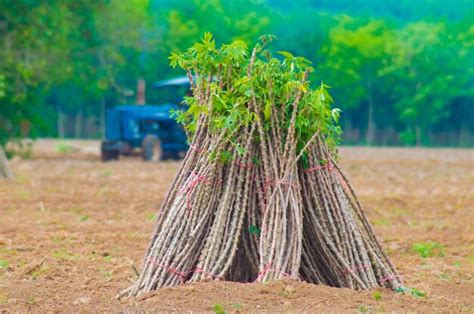 Premium Photo The Cassava Farm At The Countryside Of Thailand