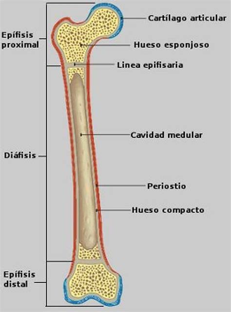 Cu L Es El Hueso M S Largo Del Cuerpo Humano Respuestas Tips