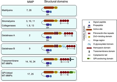 Schematic Drawing Depicting The Domain Structure Of Mmps Notes The