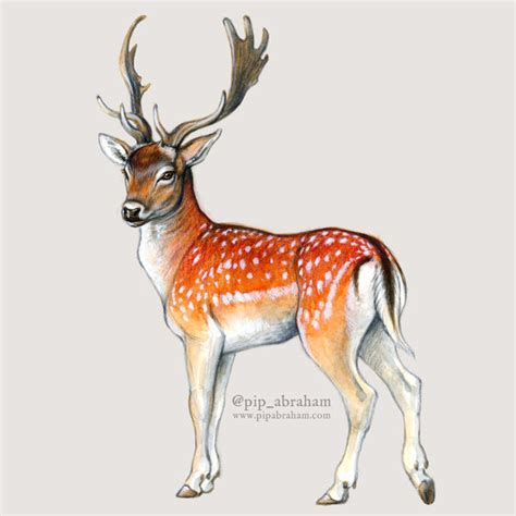 DrawDeercember Day 1: Fallow deer by oxpecker on DeviantArt