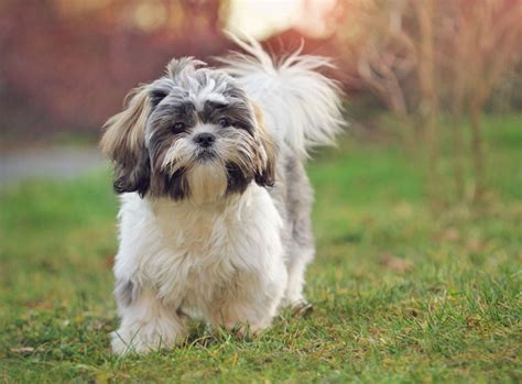 Shih Tzu Charakter Gr E Erziehung Steckbrief