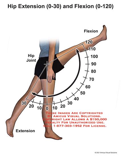 Medical Exhibits Demonstrative Aids Illustrations And Models