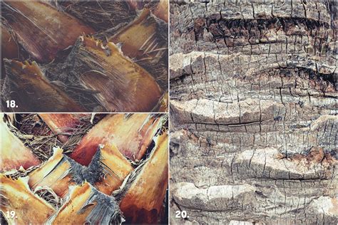 29 Palm Bark Textures ~ Textures World