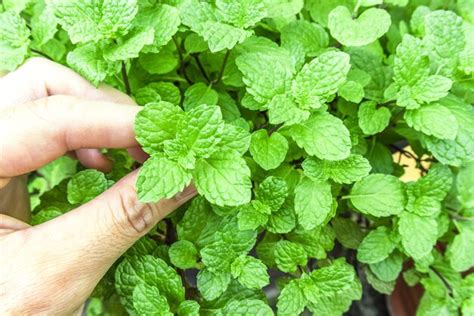 Premium Photo Close Up Of Person Hand Holding Peppermint Leaf