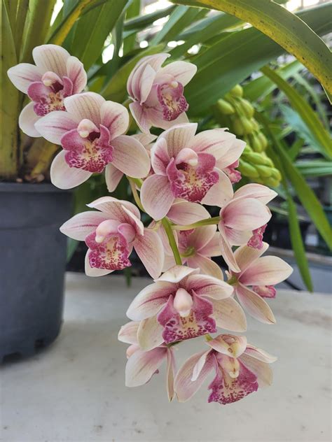 Cymbidium Paradisian Surprise Southern Suburbs Orchid Society Inc