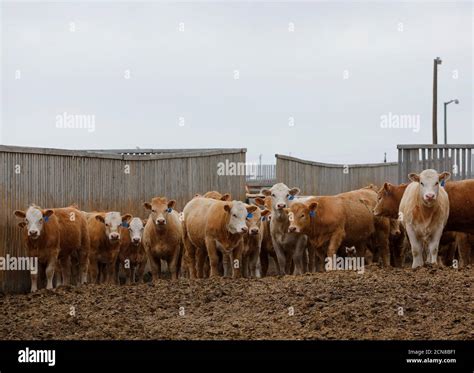 Beef Feedlot Canada Hi Res Stock Photography And Images Alamy