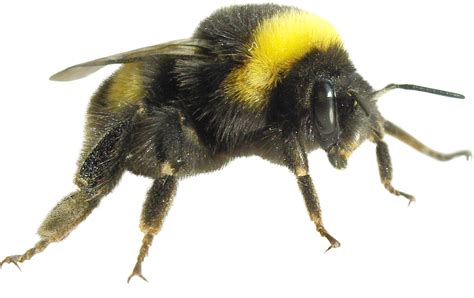 Bee PNG Images Transparent Background