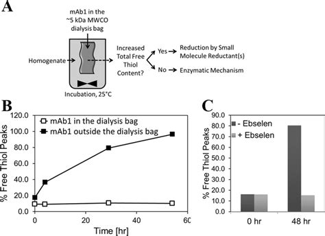 Identification Of Enzymatic Basis For Free Thiol Formation A Dialysis