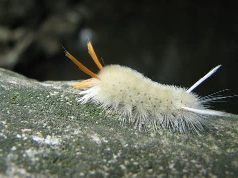 Furry Caterpillar Types And Identification Guide Hubpages