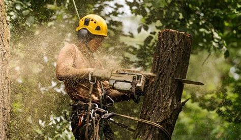 Arborist And Tree Service Insurance Nip Group