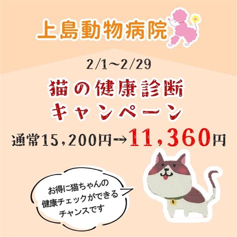 2月1日〜2月29日まで／【猫の健康診断キャンペーン🐈】 浜松市中区『上島動物病院』 ペットにやさしい動物病院 犬・猫 予約