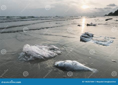 Pescados De La Muerte Y Ambiente Pl Stico De La Contaminaci N Foto De