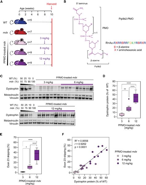 Pdf Exon Skipping Induces Uniform Dystrophin Rescue With Dose