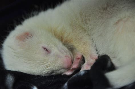 Pin on Ferrets | Ferret, Baby ferrets, Cute ferrets